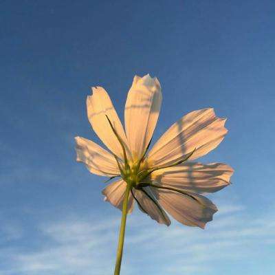 大猩猩纸牌接龙